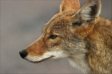mito mexicano - coyote
